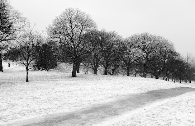 Foto gratuita paesaggio con neve in bianco e nero