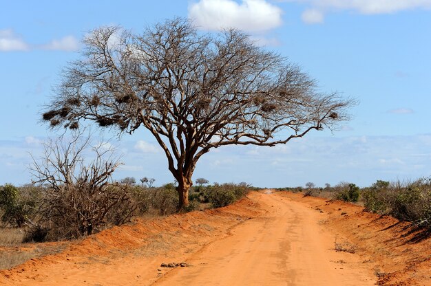 アフリカの木のある風景