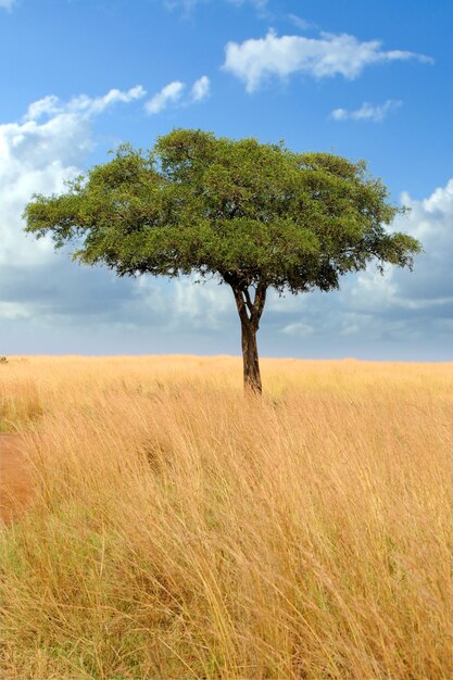 アフリカの木のある風景