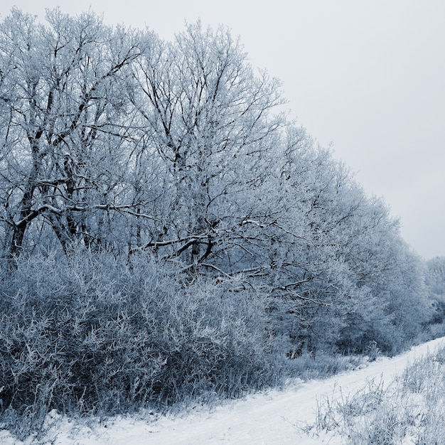 «Пейзаж с деревьями в мороз»