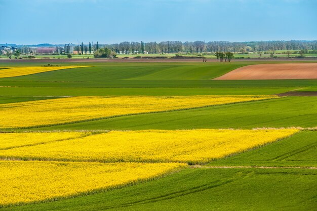 식물의 노란색과 녹색 영역의 풍경