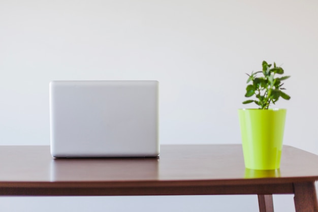 Laptop and plant in pot on table