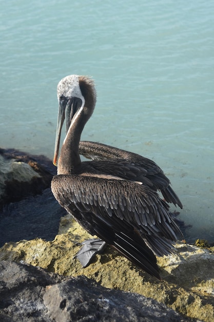 Large adult fowl sitting on a large rock