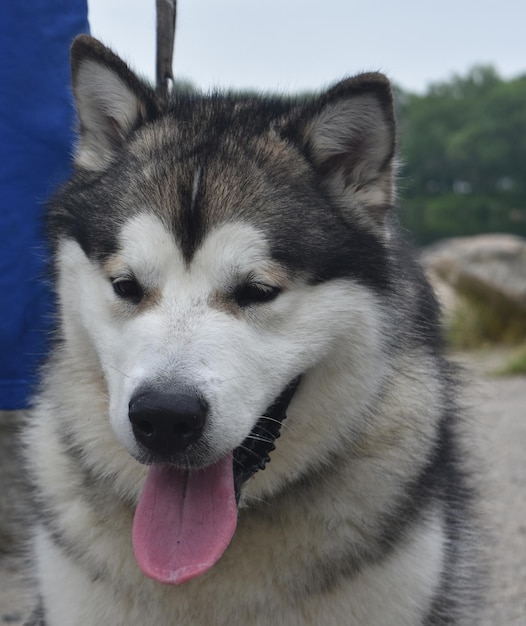 Large alaskan malamute dog with his tongue sticking out.