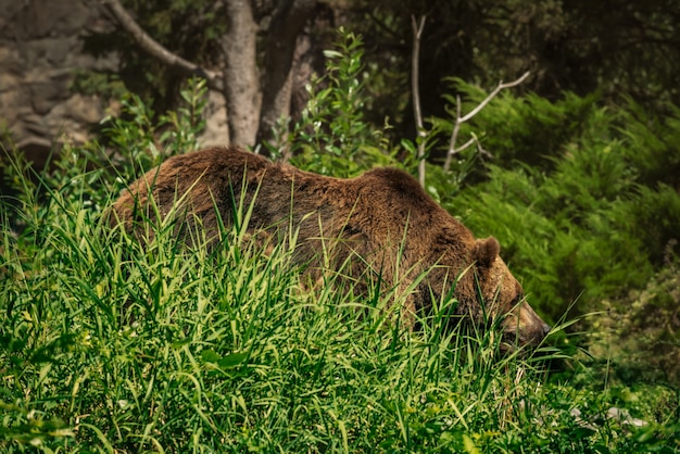 Large bear hidden amongst the tall blades of grass