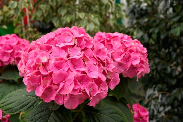 large beautiful pink hydrangea in modern greenhouse