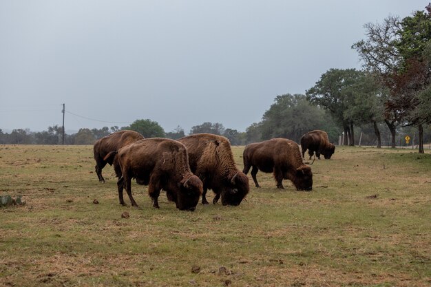 Large brown bisons grazing on the grass