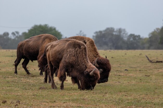 Large brown bisons grazing on the grass