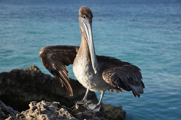 Большой коричневый пеликан позирует на скале в Арубе.