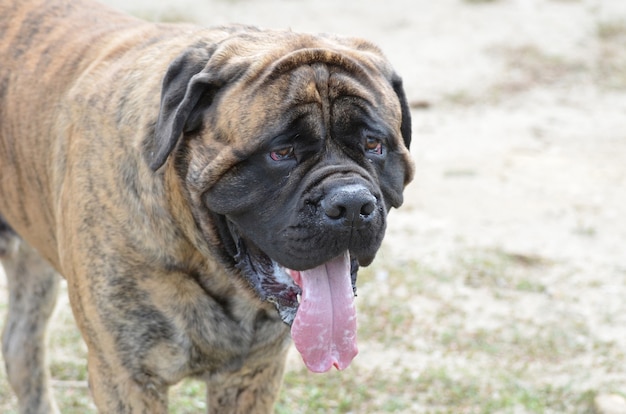 Large bullmastiff dog with a big tongue hanging out.