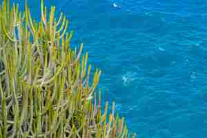 Foto gratuita grande cactus con spine che crescono sulla scogliera sopra l'oceano. mare con piccole onde sullo sfondo