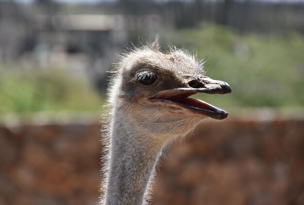 Large Flightless Bird Up Close and Personal