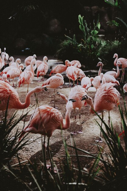 Large flock of beautiful pink flamingos in an exotic tropical field