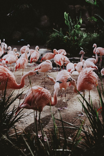 Большая стая красивых розовых фламинго в экзотическом тропическом поле