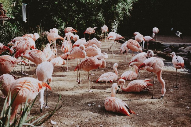 Large flock of beautiful pink flamingos in an exotic tropical field
