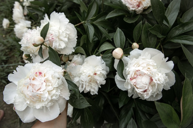 Large flowers of white peonies on a bush close-up