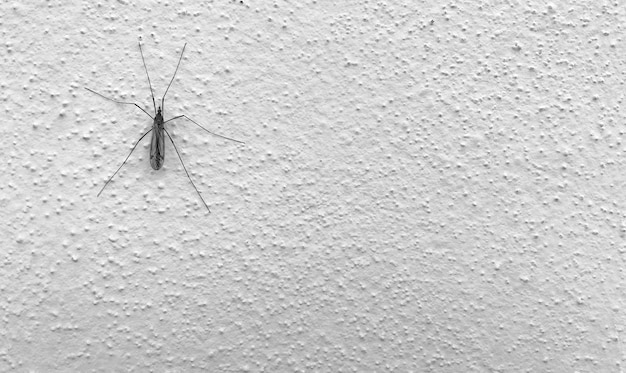 Free photo a large grasshopper on a white wall.