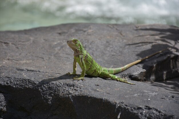 Large green iguana on a rock in Aruba.