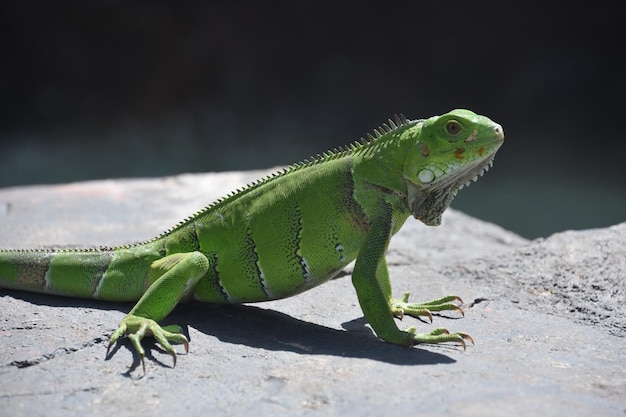 Large green iguana with long claws poised on a gray rock