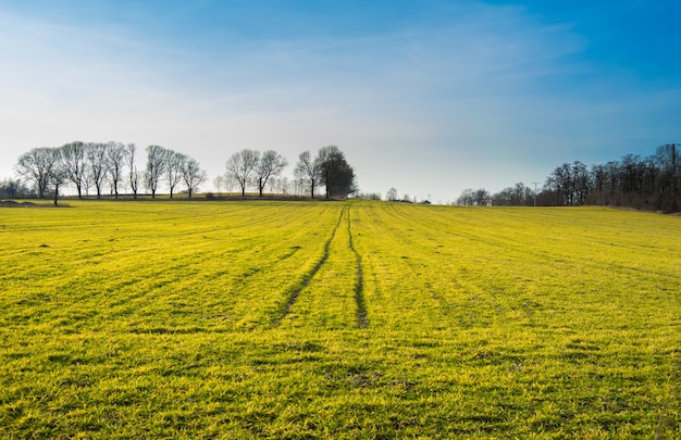 Large green landscape covered in grass surrounded by trees