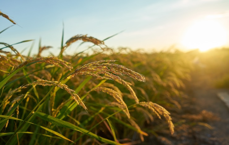 Free Photo large green rice field with green rice plants in rows