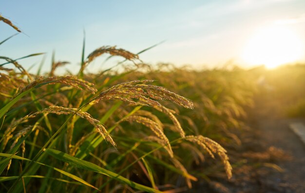 Large green rice field with green rice plants in rows