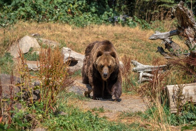 큰 회색곰 위협