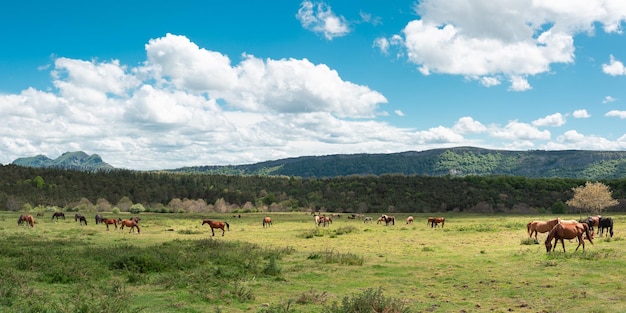 Large group of horses, mares and foals grazing in a green valley