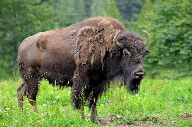 Large male of bison in the forest