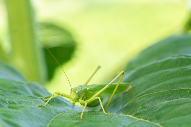 습한 초원과 습지에서 흔히 볼 수 있는 멸종 위기에 처한 곤충 종인 대형 습지 메뚜기 프리미엄 사진