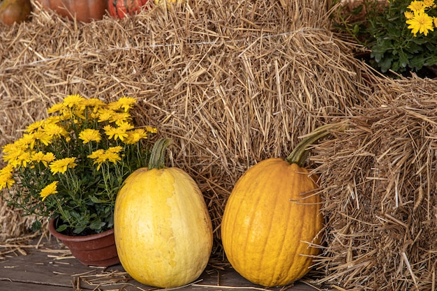 Large pumpkins among straw and flowers, rustic style, autumn harvest. Free Photo