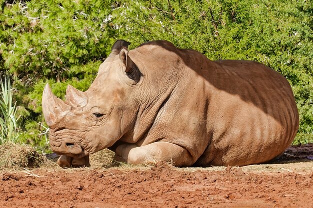 Large rhino resting in the sun