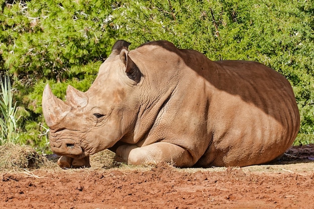 Large rhino resting in the sun