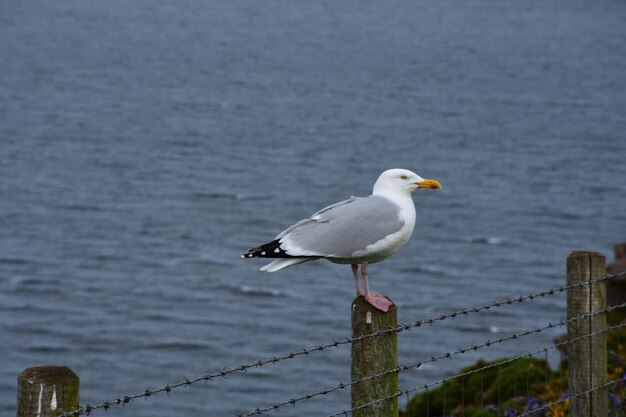 Large seagull perched on a fence above the Irish Sea.