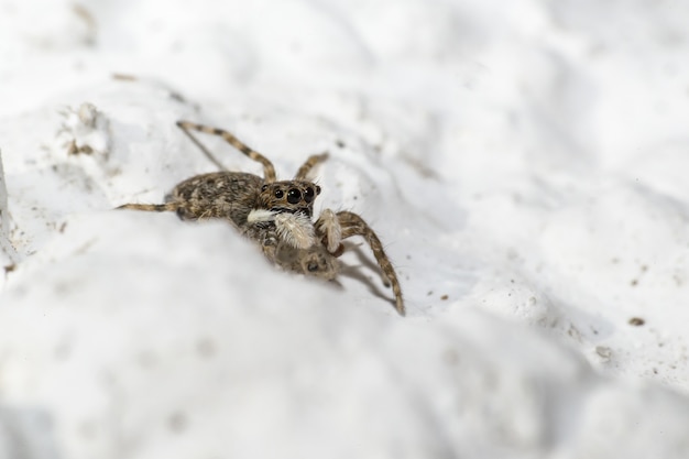 Large spider sitting on white sand