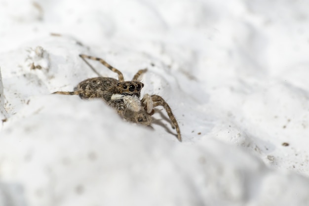 白い砂の上に座っている大きなクモ