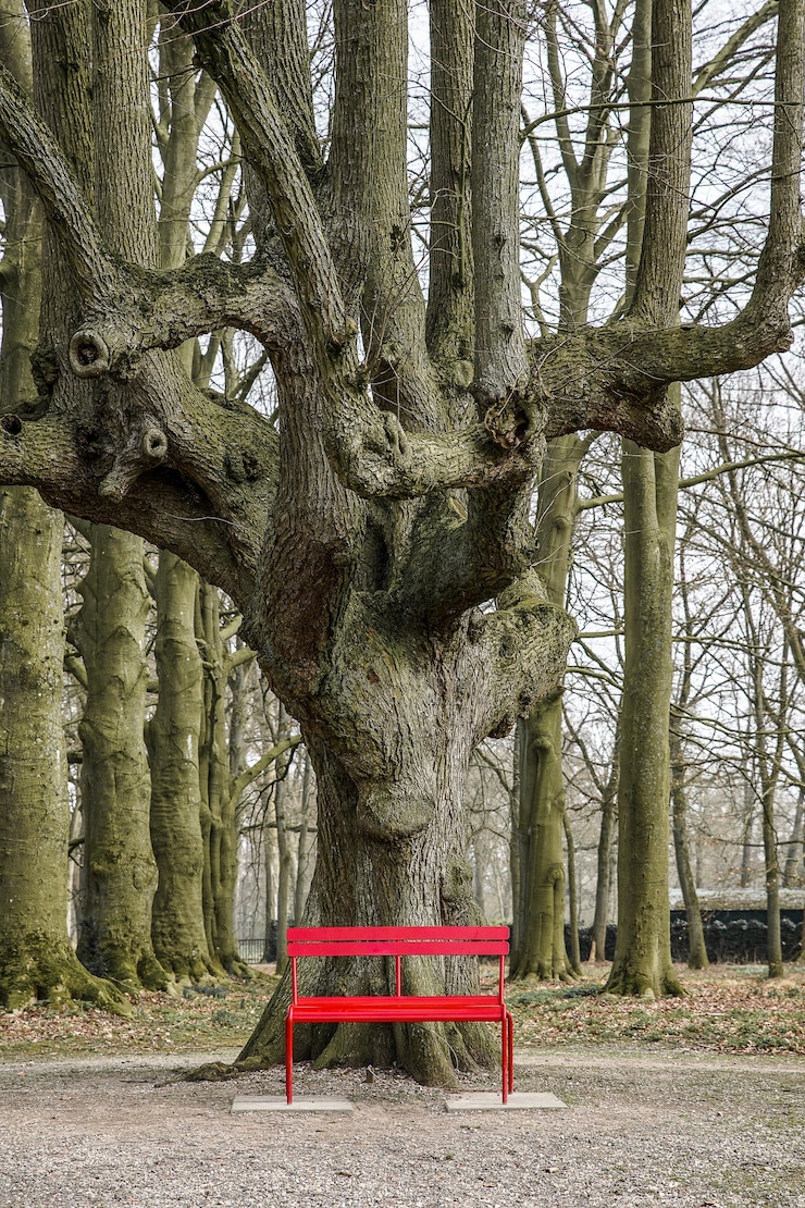 Free Photo large tree behind a red bench