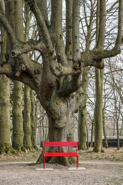 Large tree behind a red bench