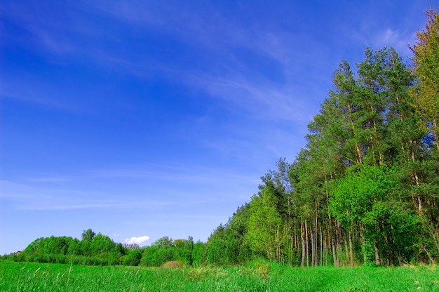 Large trees in a field