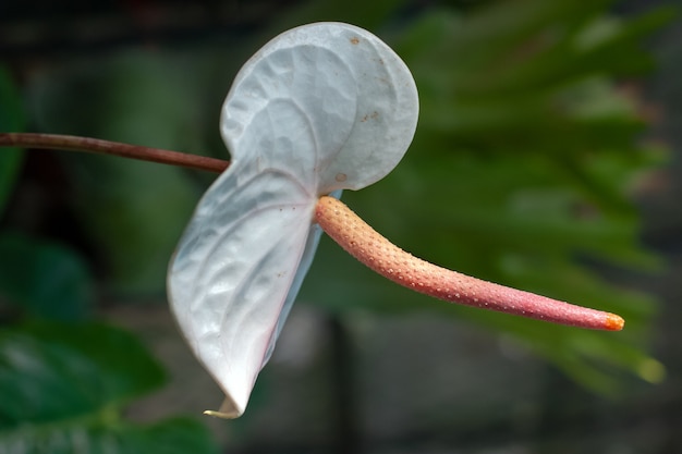 くちばしに似た長い赤い雄しべを持つ大きな白い花の蝶 プレミアム写真