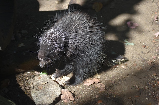 Large wild porcupine with its mouth open wide