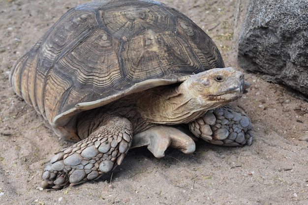 Large wild tortoise with its large shell for protection