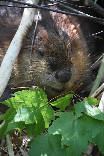Larger brown rodent under tree branches chewing on a branch