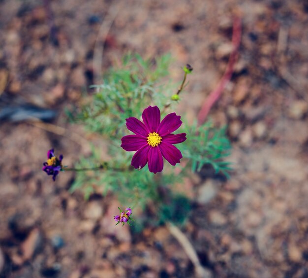 Ultimo fiore sulla terra in vista aerea