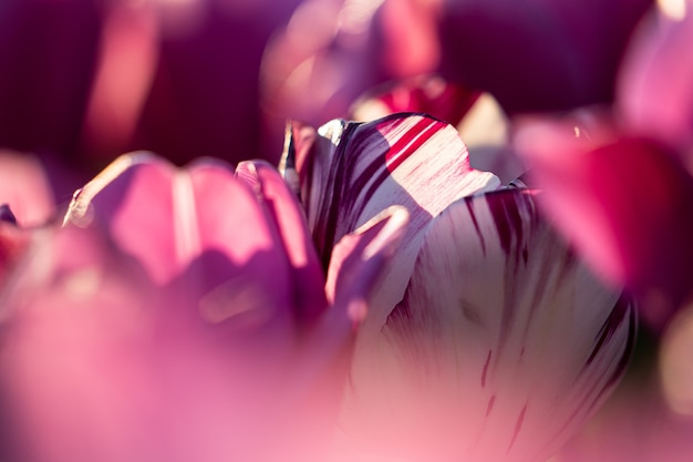 Free photo in late april through early may, the tulip fields in the netherlands colourfully burst into full bloom. fortunately, there are hundreds of flower fields dotted throughout the dutch countryside, which