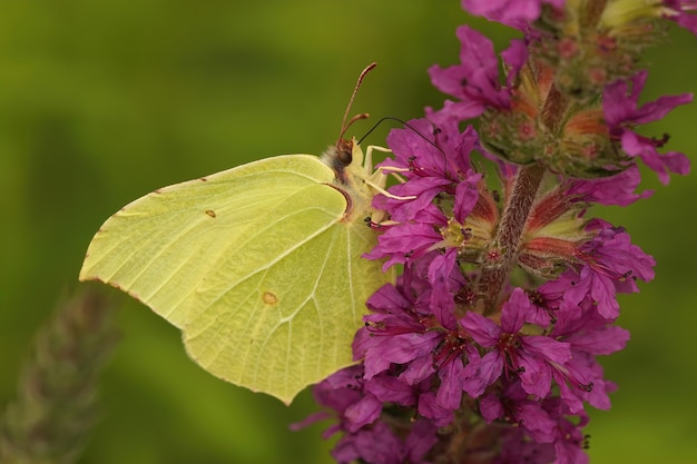 Lateral closeup of a Brimstone butterfly on a flower