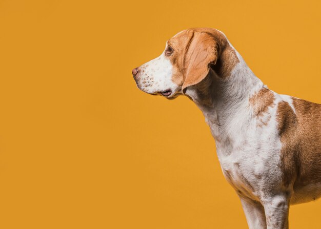 横から見た美しい犬 無料の写真