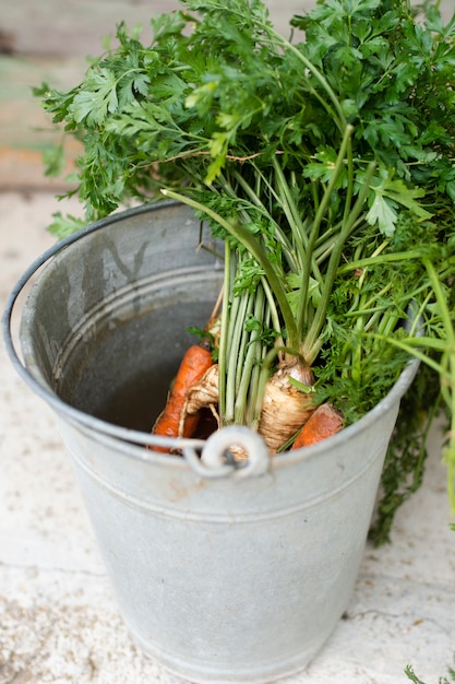 Lateral view carrots in a grey bucket