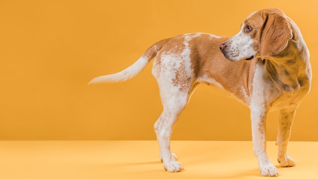 lateral view dog looking at his tail