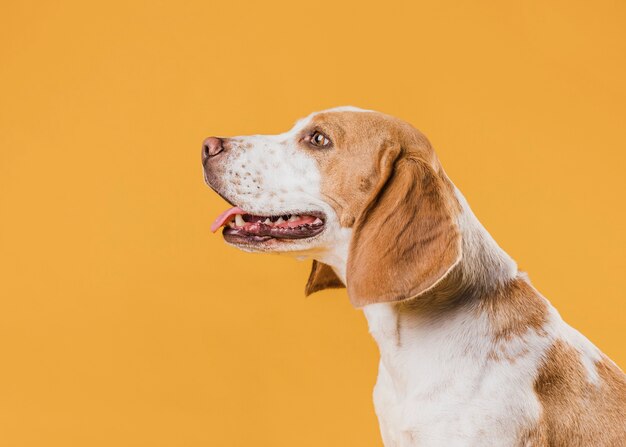 Lateral view dog standing in front of a yellow wall